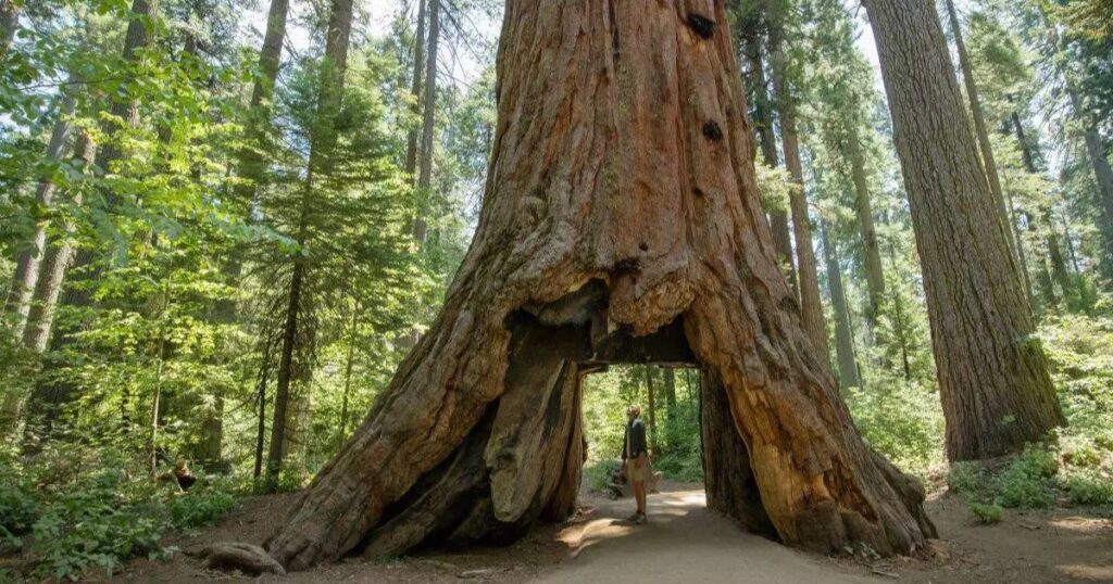Big Trees State Park (Near Manteca, CA)